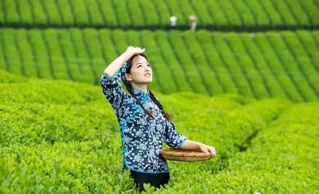 有关于与时俱进 解决痛点 智能采茶机器人问世的内容(1)