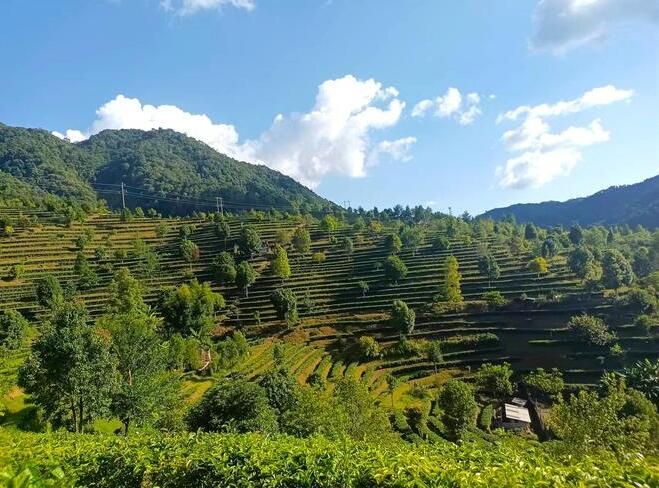 有关于普洱镇沅:古树焕新芽 茶香飘万家的最新消息(4)