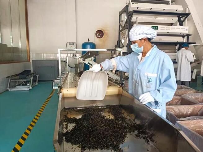 有关于普洱镇沅:古树焕新芽 茶香飘万家的最新消息(2)