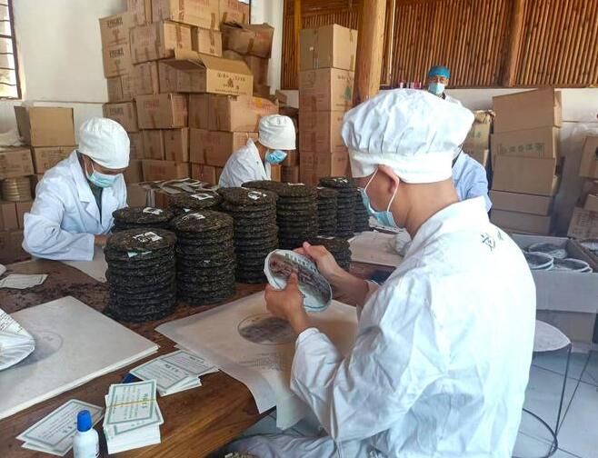 有关于普洱镇沅:古树焕新芽 茶香飘万家的最新消息(1)