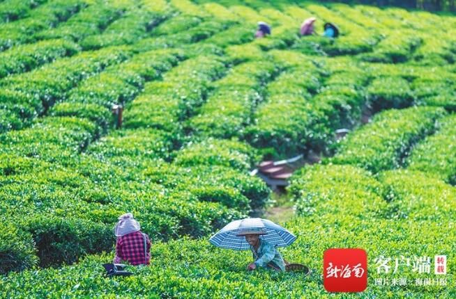 关于小茶区如何做出大文章？海南茶产业寻求突围之策的相关信息