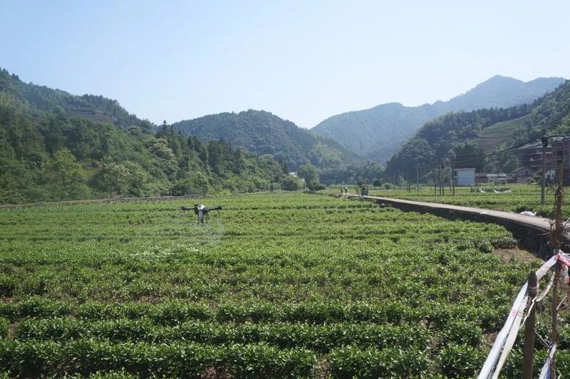 有关于淳安县里商乡：保护种质资源，发展壮大特色茶产业的内容