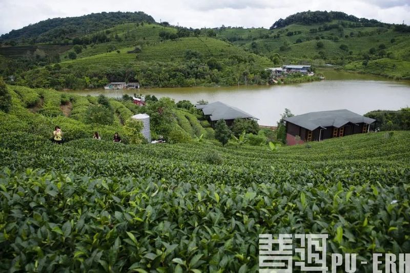 关于一周速读:云南省茶叶加工工竞赛、2021中国茶业科技年会、新茶饮江山图的最新消息(3)