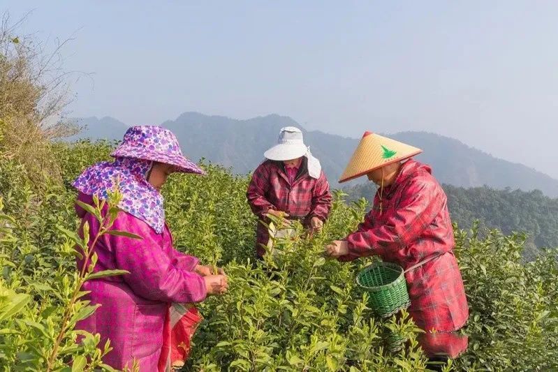关于一周速读:云南省茶叶加工工竞赛、2021中国茶业科技年会、新茶饮江山图的最新消息(6)