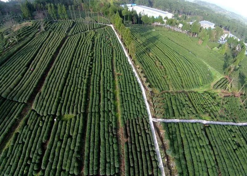 关于一周速读:云南省茶叶加工工竞赛、2021中国茶业科技年会、新茶饮江山图的最新消息(7)