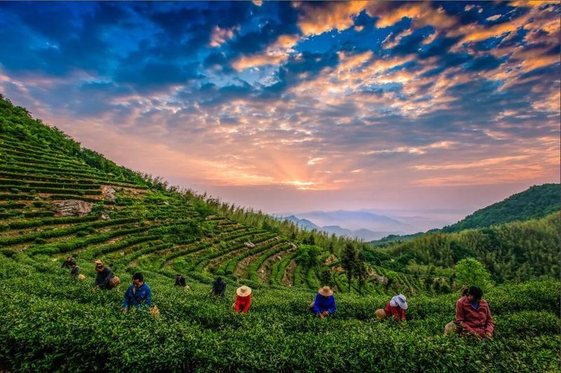 有关于2022年“九狮寨杯”中国黄茶斗茶大赛 霍山黄茶斩获多项金奖的内容(3)