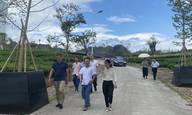 关于武义县政协赴景宁等地考察学习茶产业发展的相关内容(1)