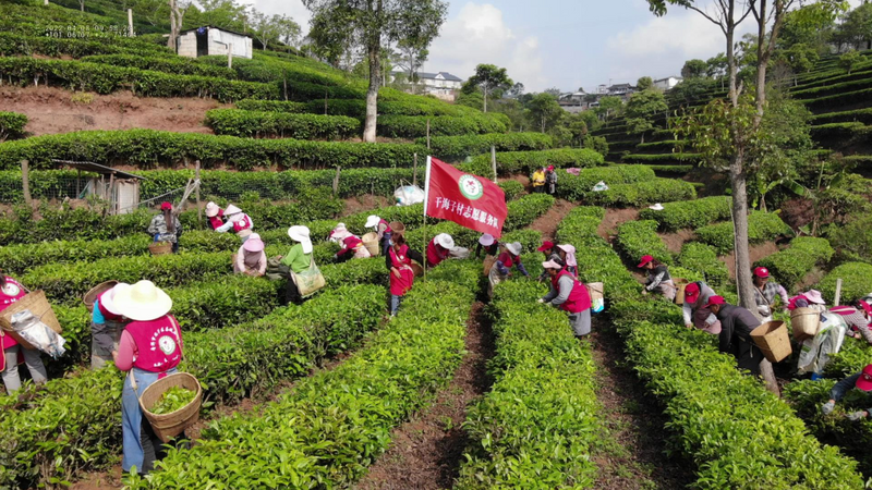 有关于思茅区多个志愿服务项目荣获市级金银铜奖的内容(6)