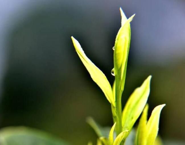 关于饱饮山川日月 独到黔茶风味——贵州茶产业发展侧记的相关信息(4)