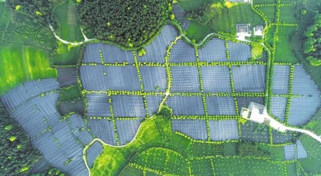 关于饱饮山川日月 独到黔茶风味——贵州茶产业发展侧记的相关信息