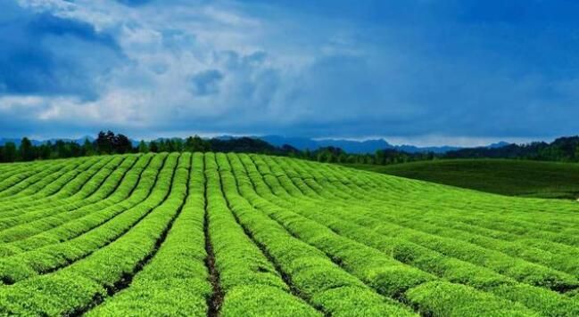 关于饱饮山川日月 独到黔茶风味——贵州茶产业发展侧记的相关信息(5)