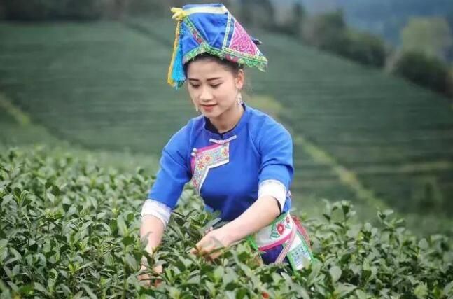 关于饱饮山川日月 独到黔茶风味——贵州茶产业发展侧记的相关信息(2)
