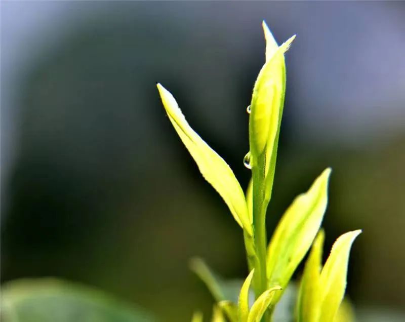 关于饱饮山川日月 独到黔茶风味——贵州茶产业发展侧记的资讯(5)