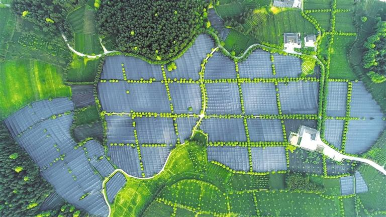 关于饱饮山川日月 独到黔茶风味——贵州茶产业发展侧记的资讯