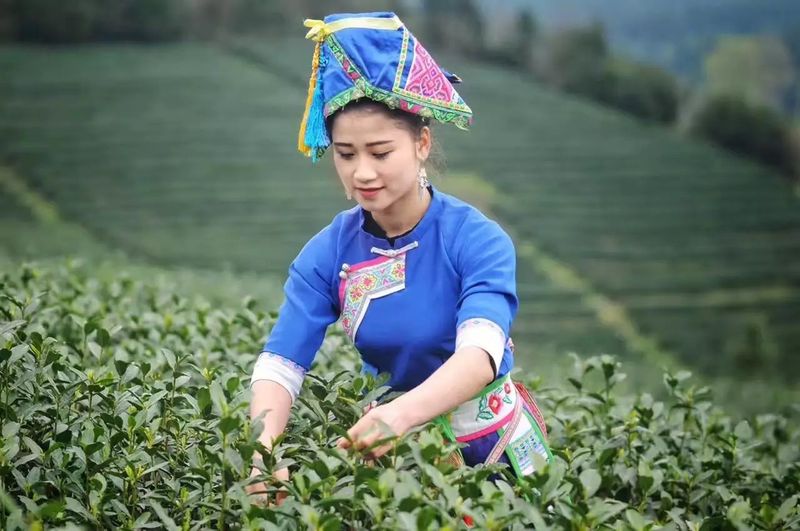 关于饱饮山川日月 独到黔茶风味——贵州茶产业发展侧记的资讯(3)