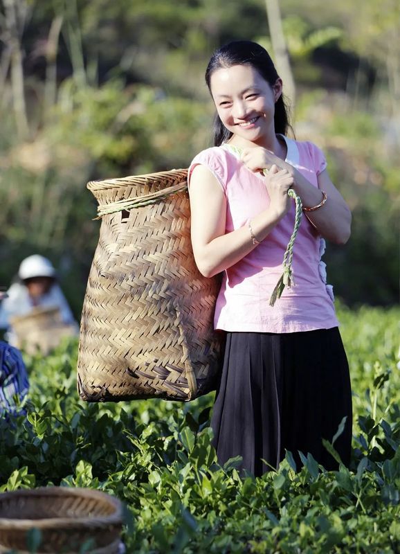 有关于巾帼“科特派”助力安溪茶产业振兴的内容(1)