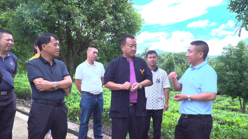 有关于临沧市政协到双江县开展边销茶产业调研的相关信息(1)