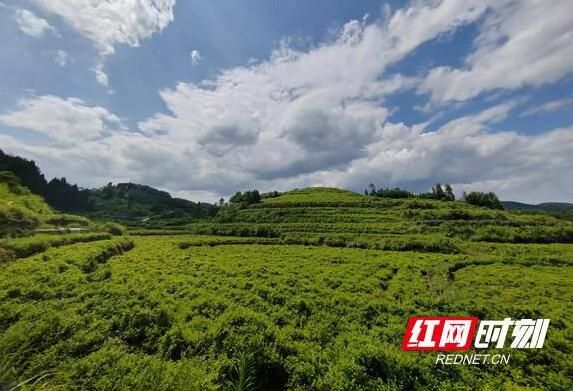 有关于凤凰雪茶：产业“活”起来 群众富起来的相关信息(3)