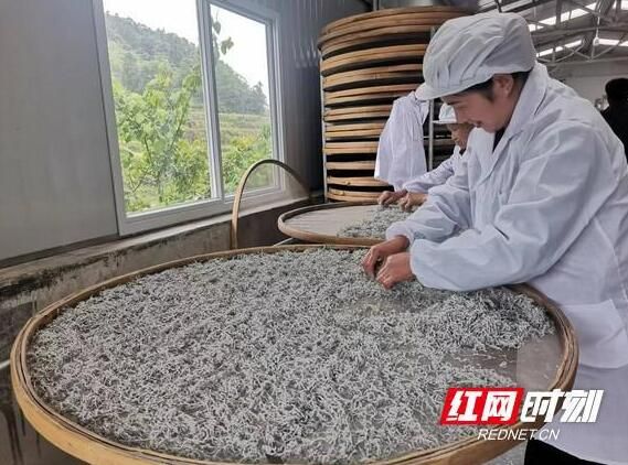 有关于凤凰雪茶：产业“活”起来 群众富起来的相关信息(2)