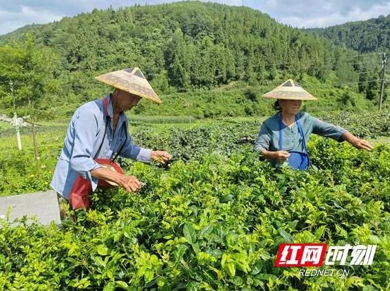 有关于凤凰雪茶：产业“活”起来 群众富起来的相关信息(1)