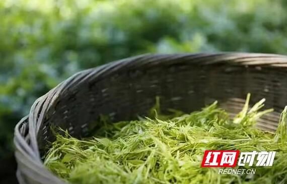 有关于凤凰雪茶：产业“活”起来 群众富起来的相关信息
