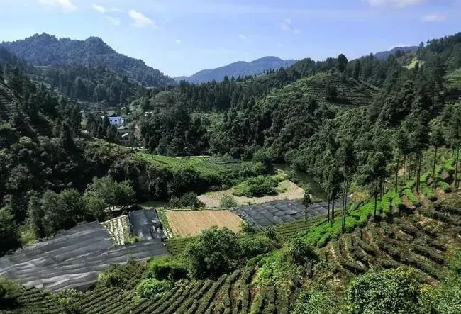 关于湖南吉首保靖县：黄金茶“冲”出致富路的最新消息