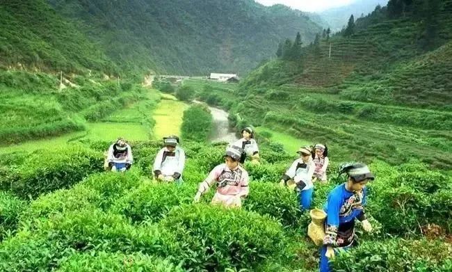 关于湖南吉首保靖县：黄金茶“冲”出致富路的最新消息(1)