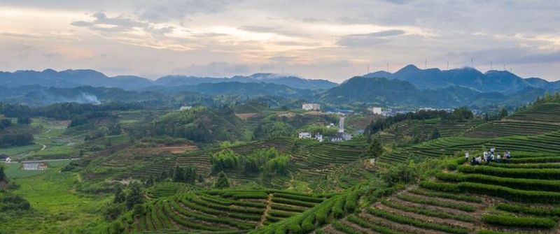 关于福建政和：生态茶园 “WiFi”满山的相关信息