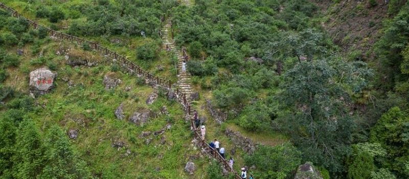 关于福建政和：生态茶园 “WiFi”满山的相关信息(6)