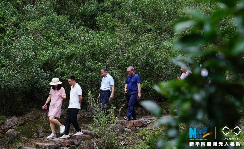 关于福建政和：生态茶园 “WiFi”满山的相关信息(9)
