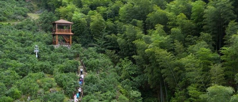 关于福建政和：生态茶园 “WiFi”满山的相关信息(7)