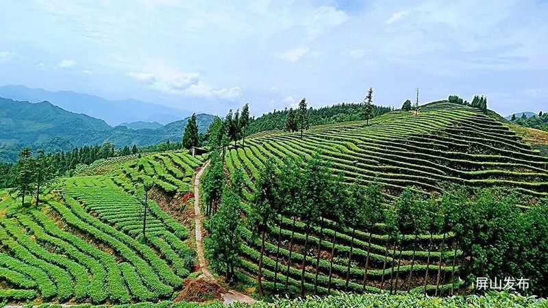 关于锦屏镇：三产融合做实茶产业发展文章的消息(1)