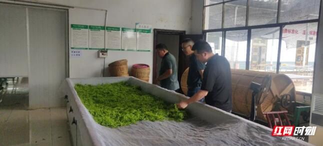 关于质量基础设施“一站式”服务助力莓茶产业高质量发展的相关信息(1)