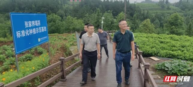 关于质量基础设施“一站式”服务助力莓茶产业高质量发展的相关信息
