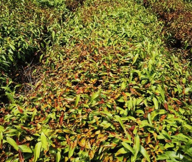有关于雨量不足造成干旱 宜兴茶园出现枯死茶树的内容(1)