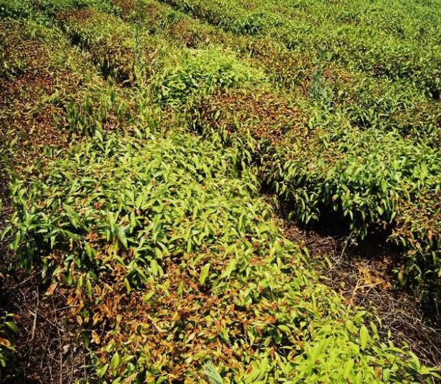 有关于雨量不足造成干旱 宜兴茶园出现枯死茶树的内容(2)