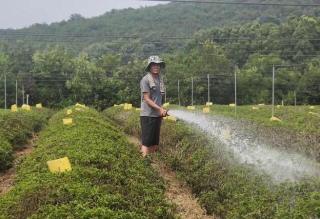 有关于雨量不足造成干旱 宜兴茶园出现枯死茶树的内容