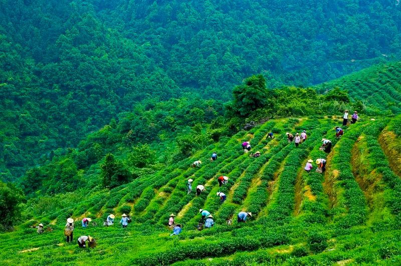 有关于一周速读：红茶进出口、白茶大会、黄茶斗茶大赛、职业技能大赛茶艺、瓶装茶的相关信息(4)