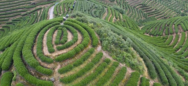 有关于一周速读：红茶进出口、白茶大会、黄茶斗茶大赛、职业技能大赛茶艺、瓶装茶的相关信息(8)