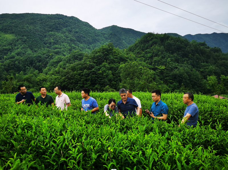 有关于湖南农业大学博士生导师朱旗教授调研指导汉中茶产业的消息(2)