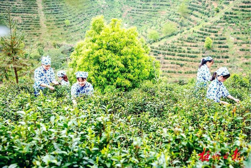 关于写好茶园“绿色”文章 做优茶乡“绿色”经济,我市六堡茶产业发展势头持续向好的信息