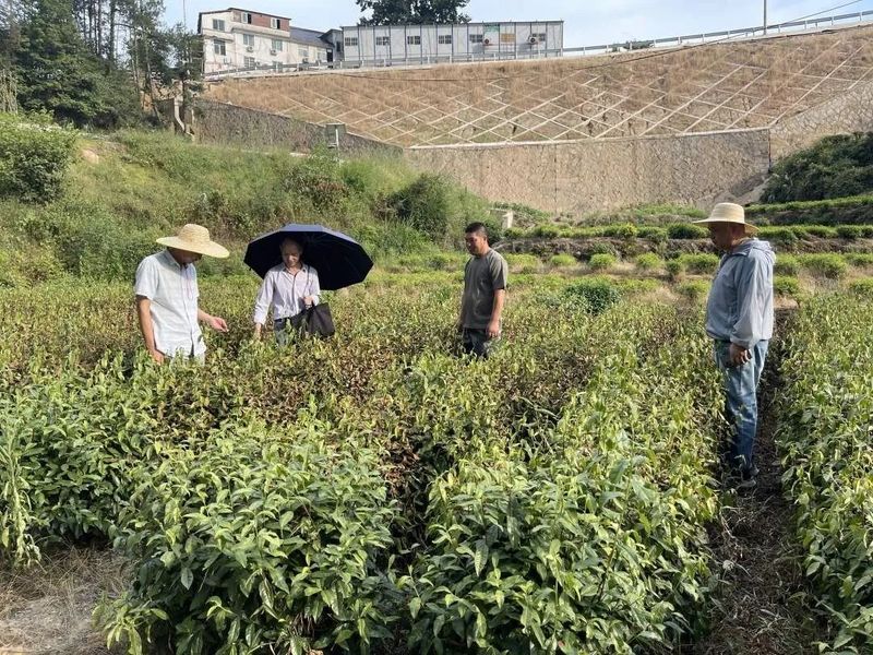有关于景宁：农技人员深入茶园一线指导抗旱减灾的新闻