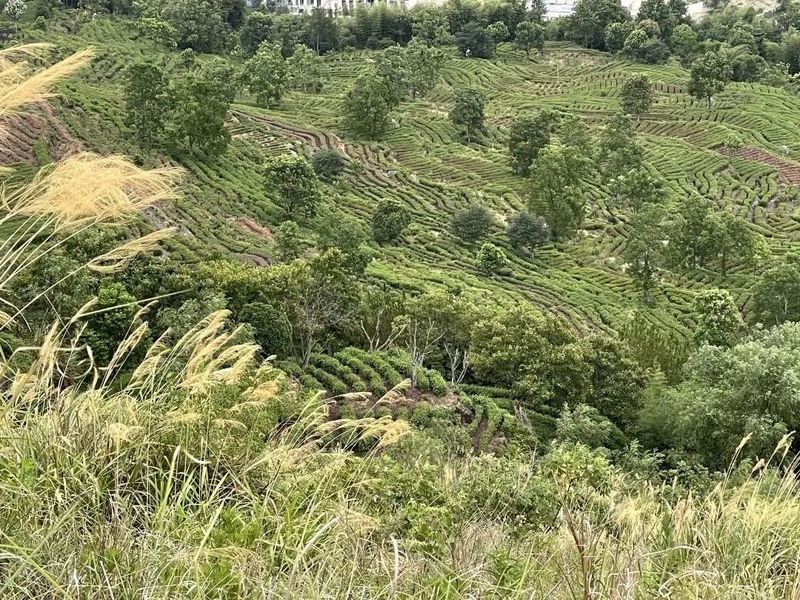 有关于景宁：农技人员深入茶园一线指导抗旱减灾的新闻(1)