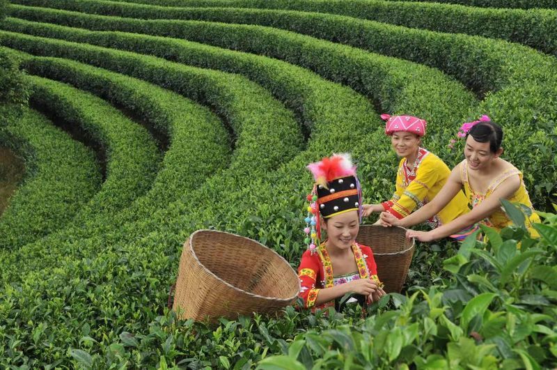 关于“消费者洞察行业报告”“乌龙茶进出口”“云南这十年茶产业”的相关内容(3)