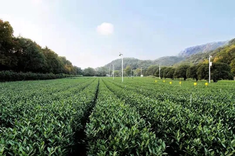 有关于杭州农遗“金字招牌” 西湖龙井茶文化系统的信息(3)