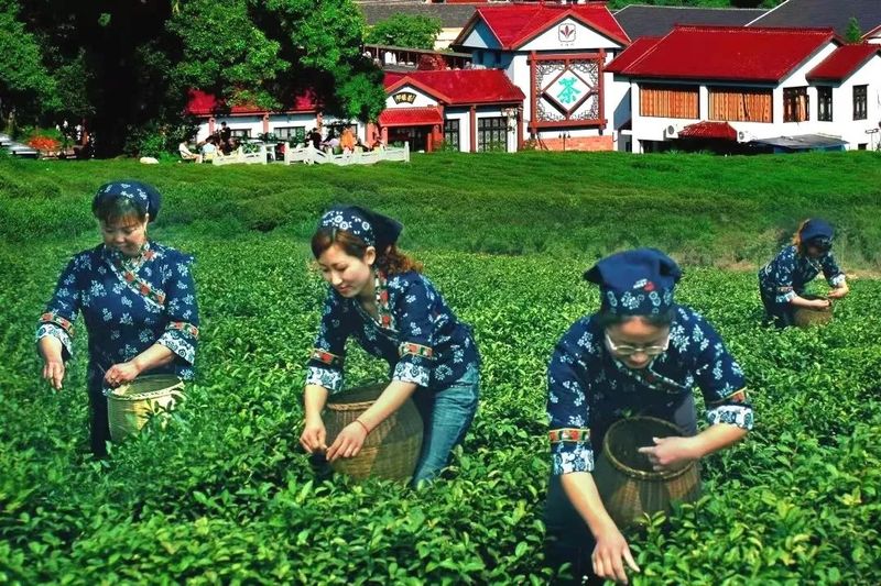 有关于杭州农遗“金字招牌” 西湖龙井茶文化系统的信息(5)