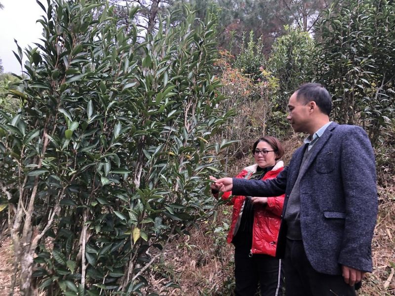关于助推“高山古树茶”走出“大山”!佛山驻肇庆莫村镇帮扶工作队推动消费帮扶的相关信息(1)
