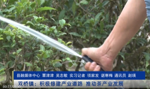 关于紫阳县双桥镇：积极修建产业道路 推动茶产业发展的消息