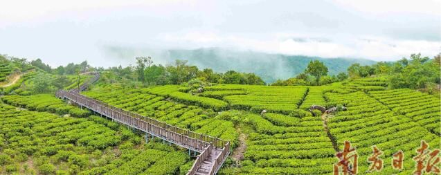 关于东水山：白云深处有茶家的资讯
