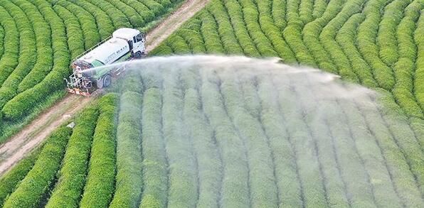 有关于永丰县佐龙乡茶场工人在对茶园进行洒水抗旱的相关内容